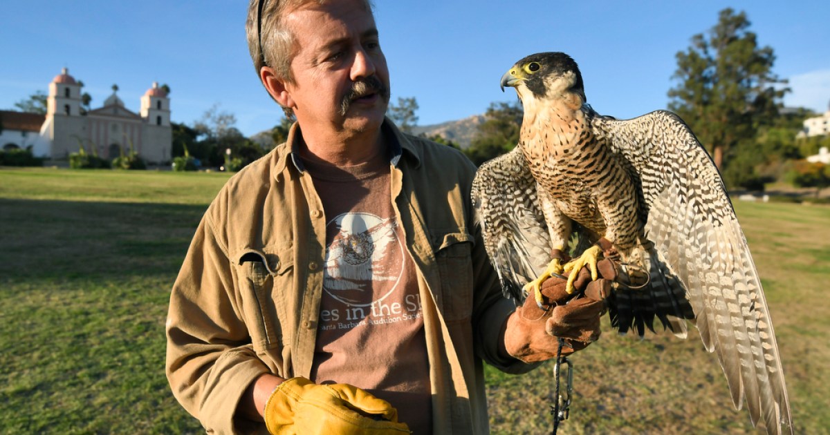 Live Stream Of Channel Island Falcons Makes History The