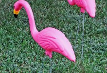 Hotel Californian Buffalos Santa Barbara’s Council