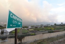 Avocado Orchards Burn in Thomas Fire but Harvest Still Strong