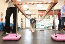 Atlas Rehabilitation for Canines Opens Its Doors