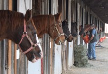 In the Midst of the Blaze, Saving Pit Bulls, Emus, Alpacas, Horses, and Two Pet Cows