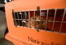 Are Your Pets Ready for Disaster?