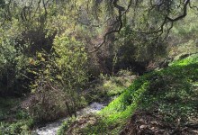 Big $550,000 Grant Will Pay for Veronica Meadows Restoration