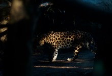The Peril of the Amur Leopard