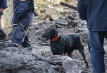 Search Dogs Comb Hills of Montecito for Survivors and Remains