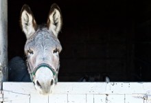 Mudslides Pose New Challenges for Animal Evacuations