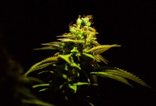 Cannabis Cops Raid Carpinteria Grow Operation