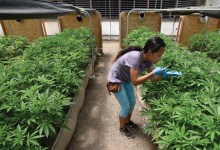 How Santa Barbara County Jurisdictions Are Dealing with Marijuana Legalization