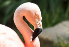 S.B. Zoo and Wildling Partner for Photo Contest