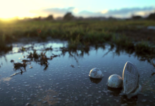 Reel Nature Comes to the Festival