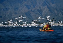 Soaking In the Salton Sea