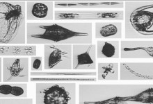 Thomas Fire Ash Sampled in the Santa Barbara Channel