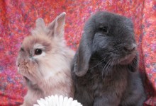Rose and Wynnie