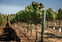 Siduri to Clarice Wine Company: Adam Lee’s Next Move