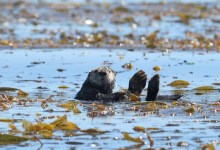 Recent Court Ruling Bodes Well for Sea Otters