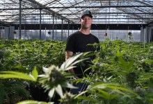 Cannabis Profile: Elite Garden