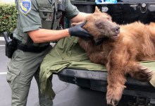Beach Day with a Bear