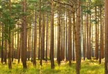 Our Forests Need Help