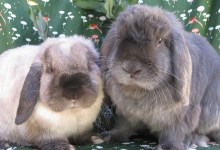 Maple Jean and Blueberry Dan