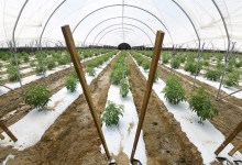 Cannabis Grows Allowed on Santa Barbara’s Protected Ag Land