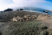 Boucher Trail in San Simeon Is a Treasure Trove of Marine Mammals