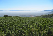 Gallo Buys Historic Santa Maria Valley Vineyard