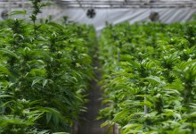 Cannabis Grower Appointed to County Ag Board