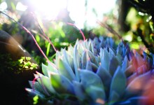 Seven Tips for Drought-Wise Gardening