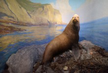 Santa Barbara Museum of Natural History Unveils Major Makeover