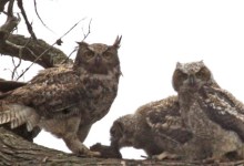 Owls Are Nocturnal Backyard Visitors