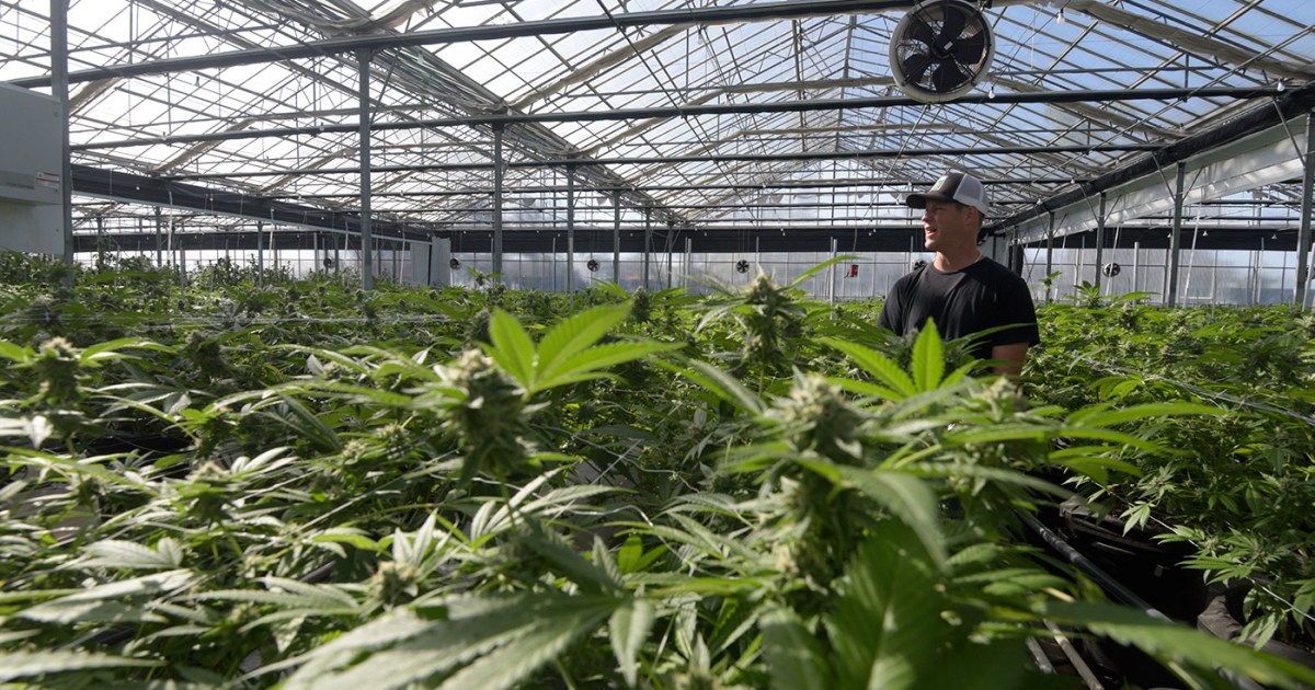 Santa Barbara Auditions Prospective Pot Businesses The Santa Barbara