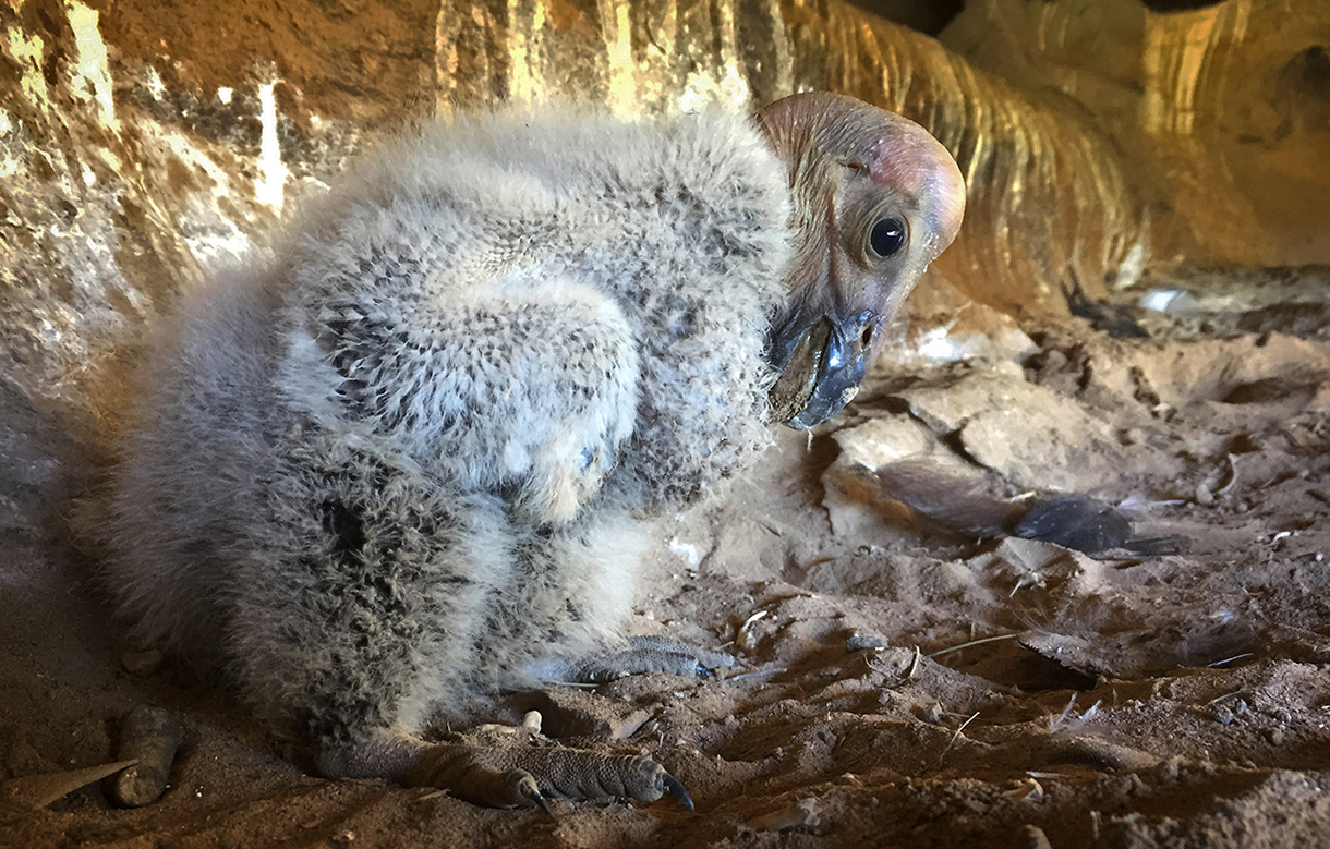 Watch This Live Stream of Some Condor Chicks