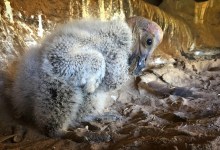 Watch This Live Stream of Some Condor Chicks
