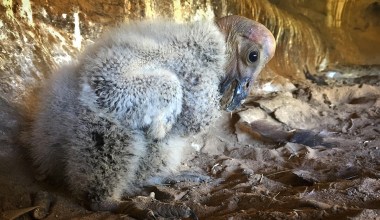 Watch This Live Stream of Some Condor Chicks