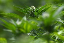 Cannabis Update for Santa Barbara County