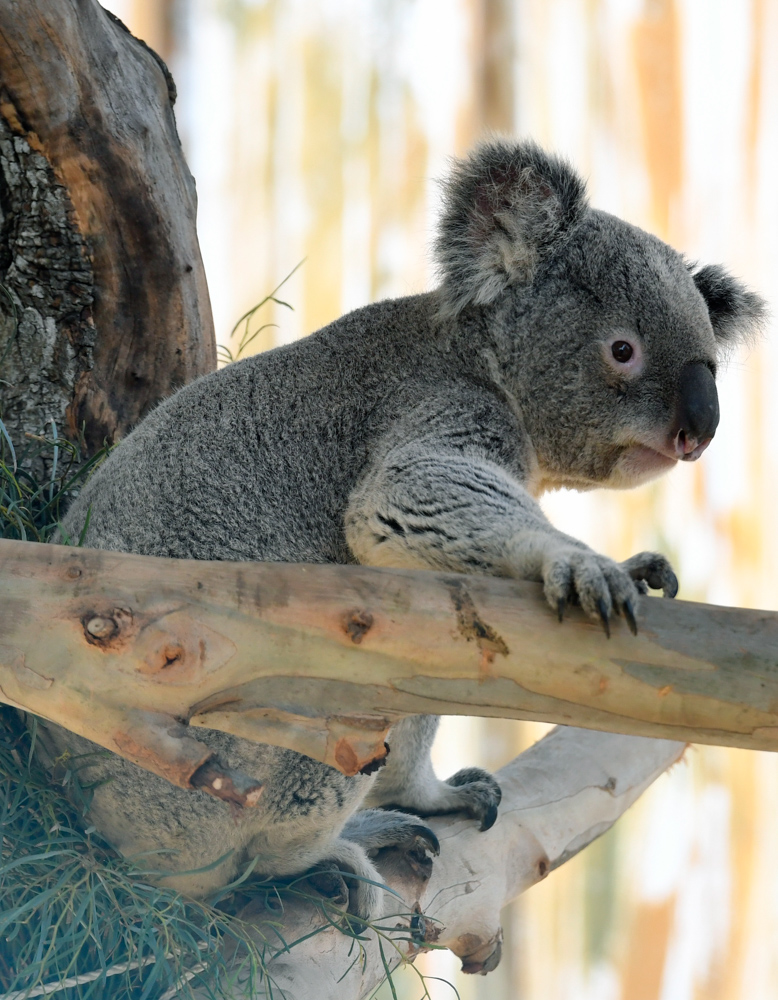 Koalas In Our Midst The Santa Barbara Independent