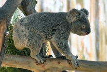 Koalas in Our Midst