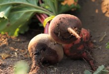 Food for Life: Sansum, Fairview Gardens Team Up