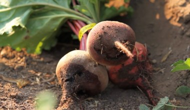 Food for Life: Sansum, Fairview Gardens Team Up