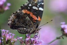 Museum of Natural History Unveils New Butterfly Pavilion, Backyard Area
