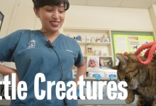 Best of Santa Barbara® 2018: Little Creatures