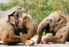 Santa Barbara Zoo Bids Farewell to Beloved Elephant