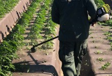 Sheriffs Weed-Whack 400,000 Pot Plants