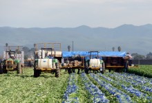 Romaine Still Under Quarantine