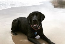 Euthanization Order Given for ‘Dangerous’ Labrador Retriever