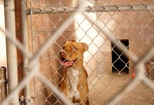 A Song for Shelter Dogs