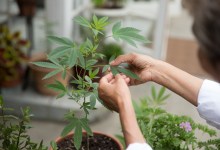 Cannabis Predictions for 2019