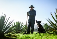 The Great Agave Experiment