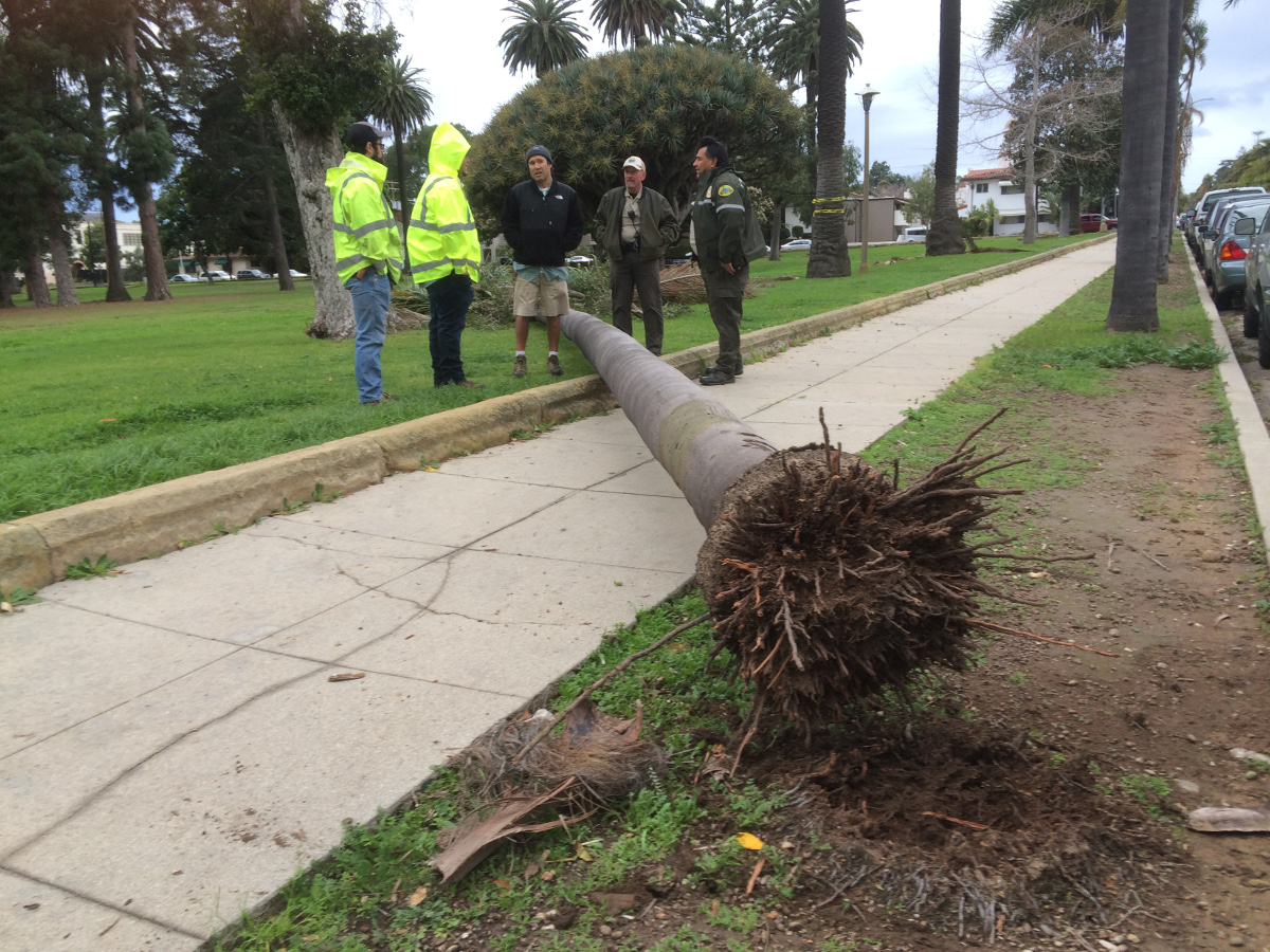 High Winds, Downed Trees, Some Rain So Far The Santa Barbara Independent