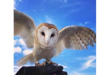 Wildlife Facility Preps for Nesting Season